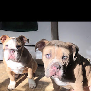 Meet your Posher, William